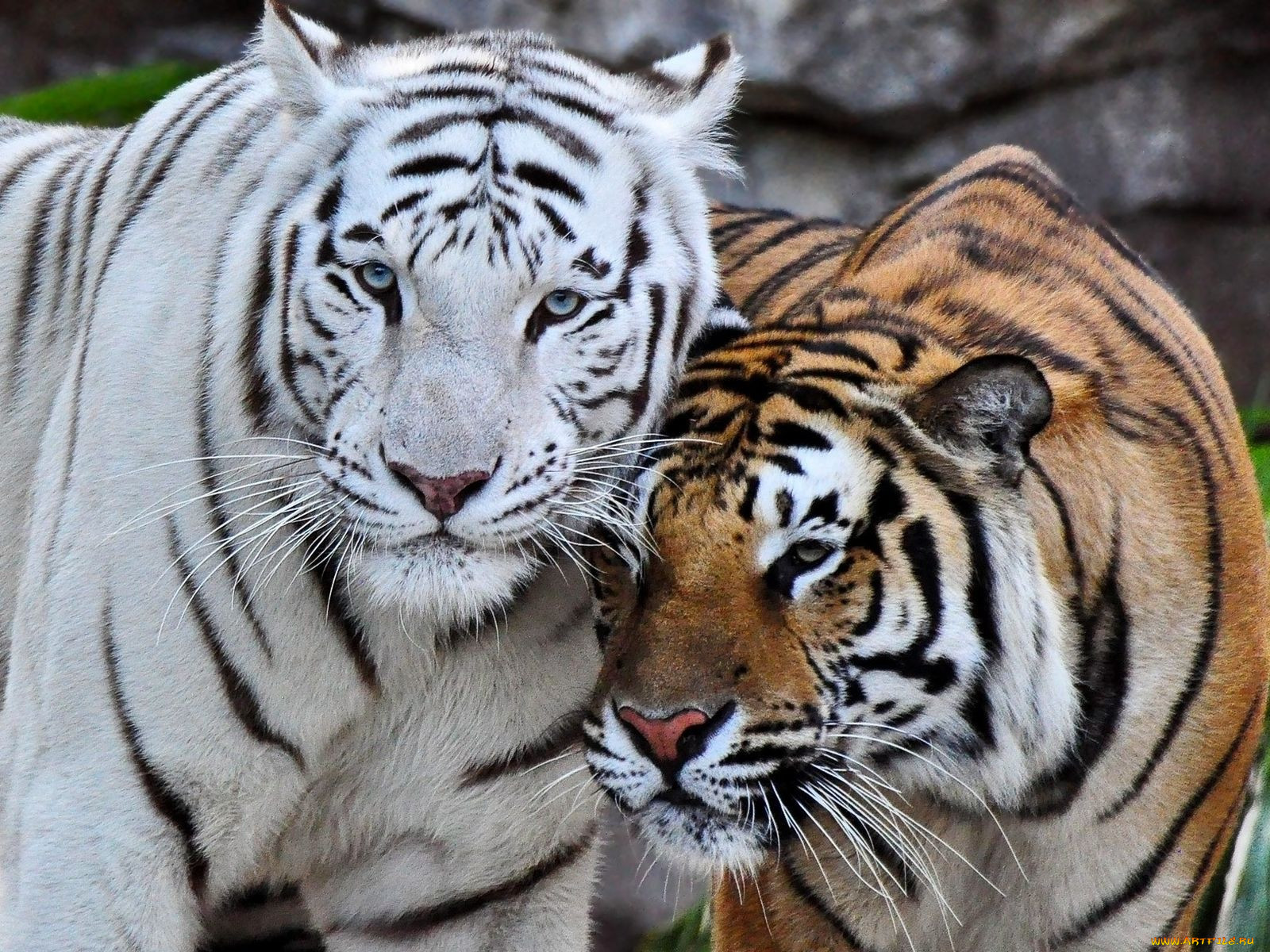 Амурский тигр и белый тигр и тигррета